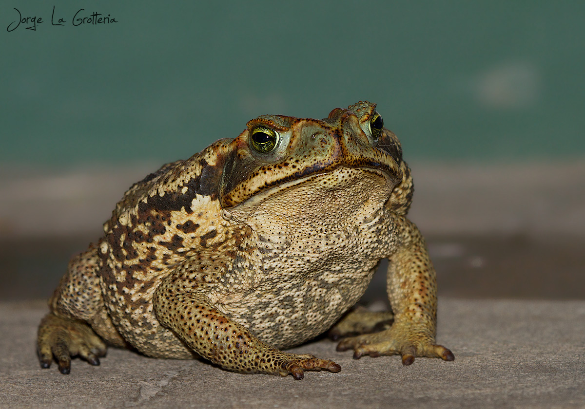 Sapo Curur Rhinella Diptycha EcoRegistros Sapo Curur Rhinella Diptycha EcoRegistros