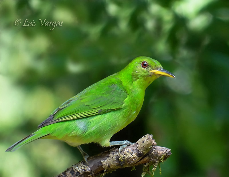 Mielero Verde Chlorophanes Spiza EcoRegistros Mielero Verde Chlorophanes Spiza EcoRegistros