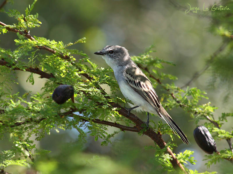 Sureri Insect Suiriri Flycatcher (Suiriri suiriri) - EcoRegistros