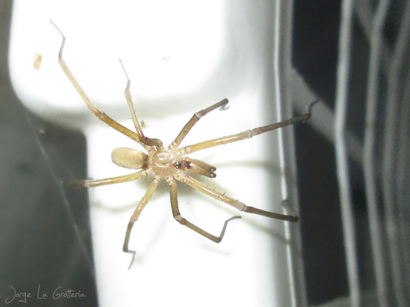 Foto Araña de los Timbres