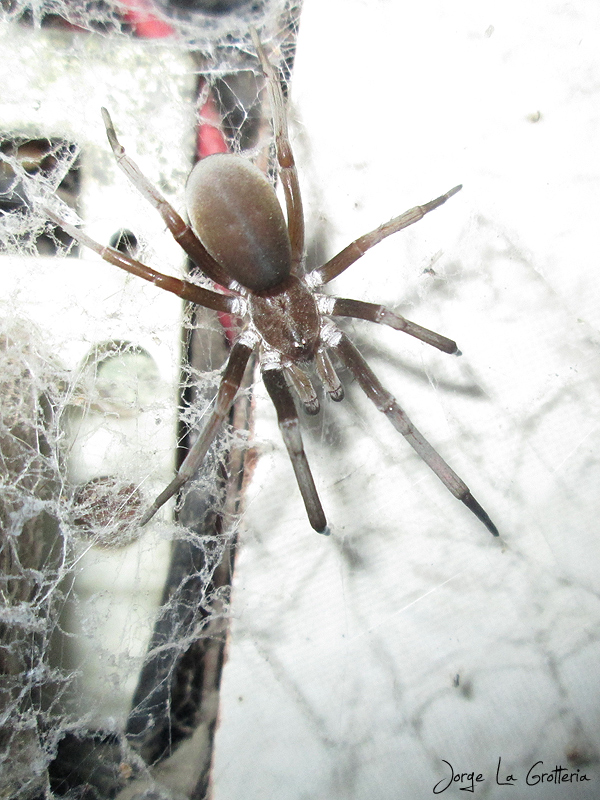 Foto Araña de los Timbres