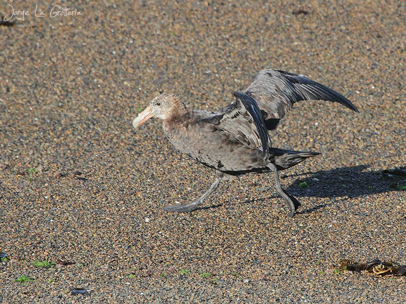 Foto Petrel Gigante Común