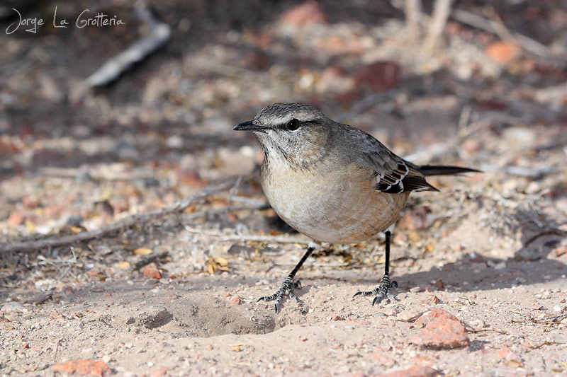Foto Calandria Mora
