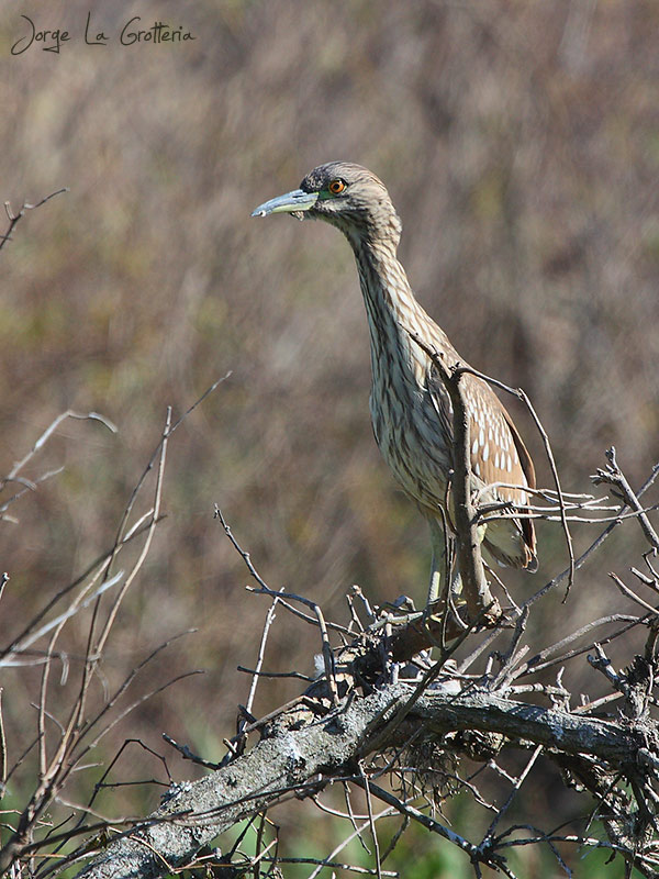 Foto Garza Bruja