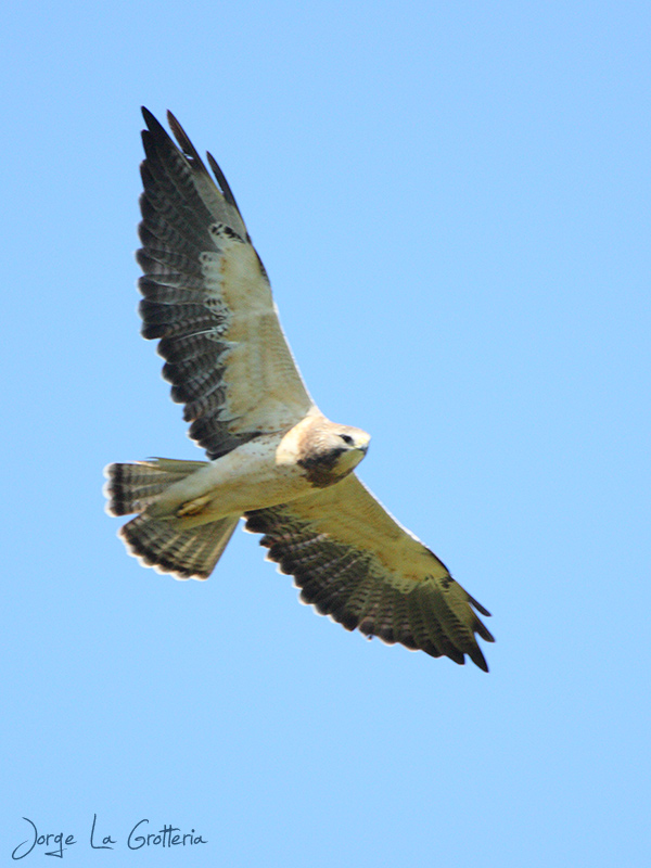Foto Aguilucho Langostero