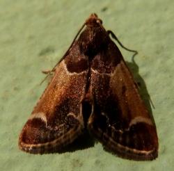 Meal Moth (Pyralis farinalis)
