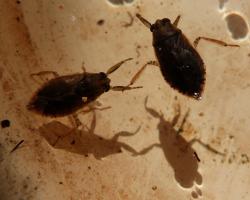 Dwarf Water Bug (Belostoma micantulum)