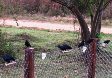 Foto Tordo Renegrido