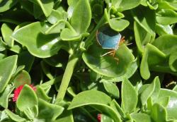 Red-bordered Stink Bug (Edessa rufomarginata)