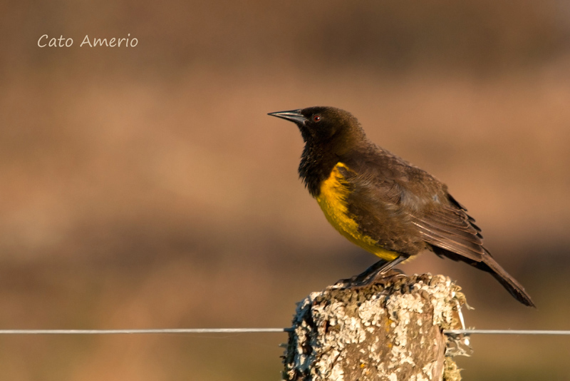 Foto Pecho Amarillo Común