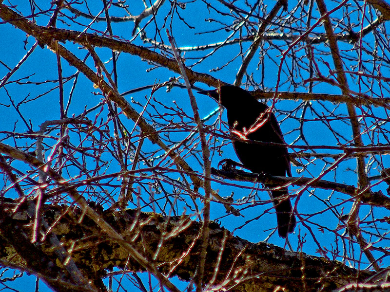 Photo Tordo Patagónico