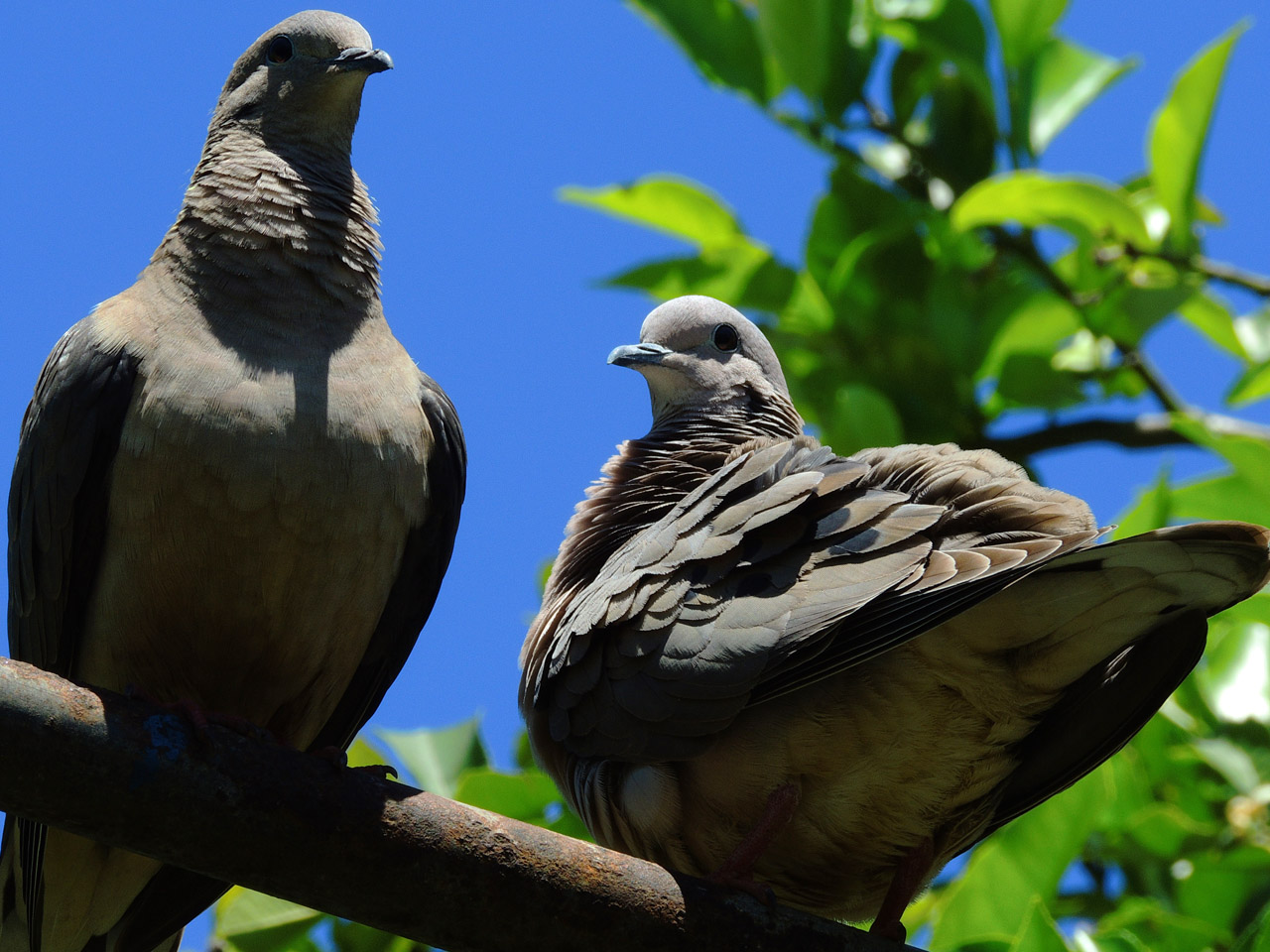 Photo Torcaza Común