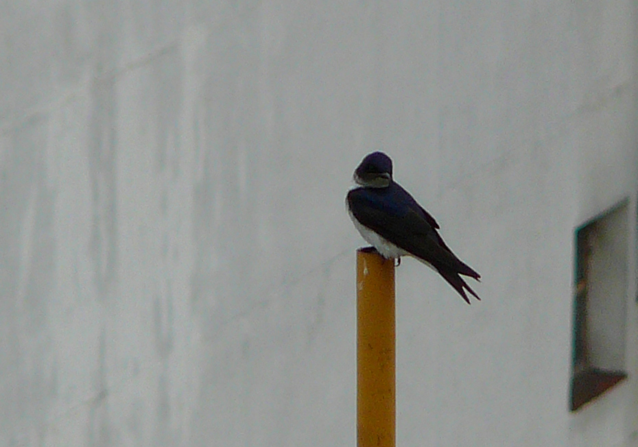 Photo Golondrina Doméstica