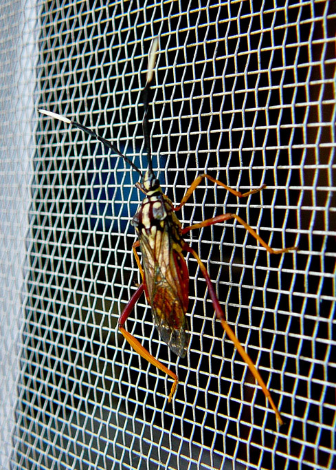Foto Chinche del Mburucuyá