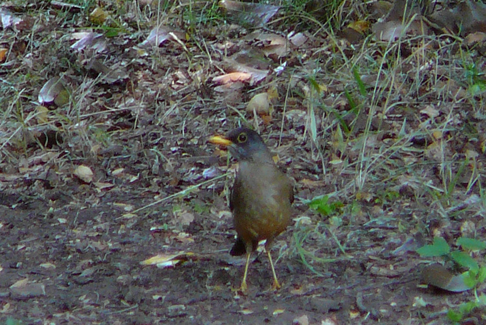 Photo Zorzal Patagónico