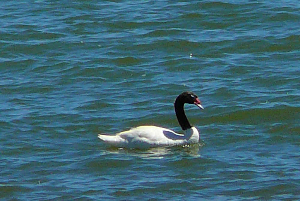 Photo Cisne Cuello Negro