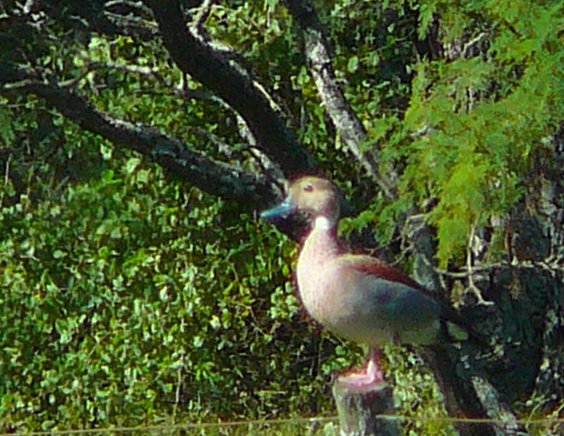 Foto Pato de Collar