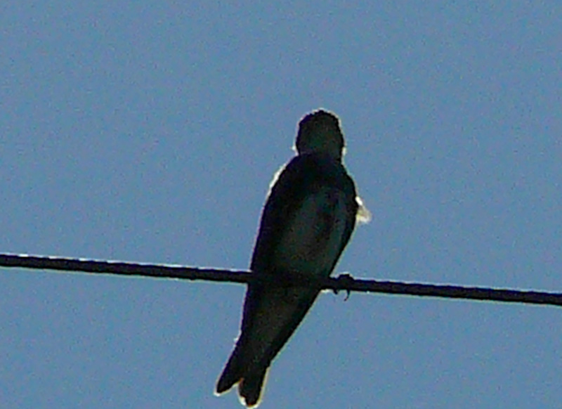 Foto Golondrina Parda