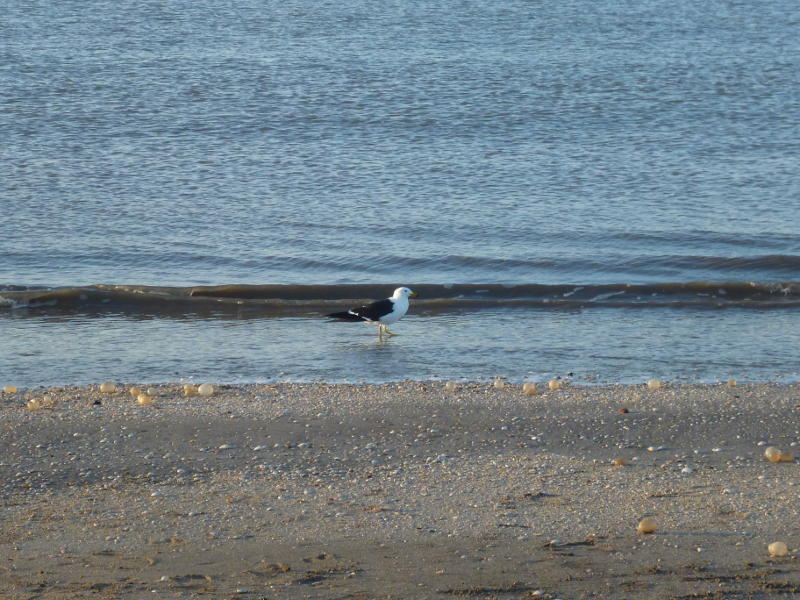 Foto Gaviota Cangrejera