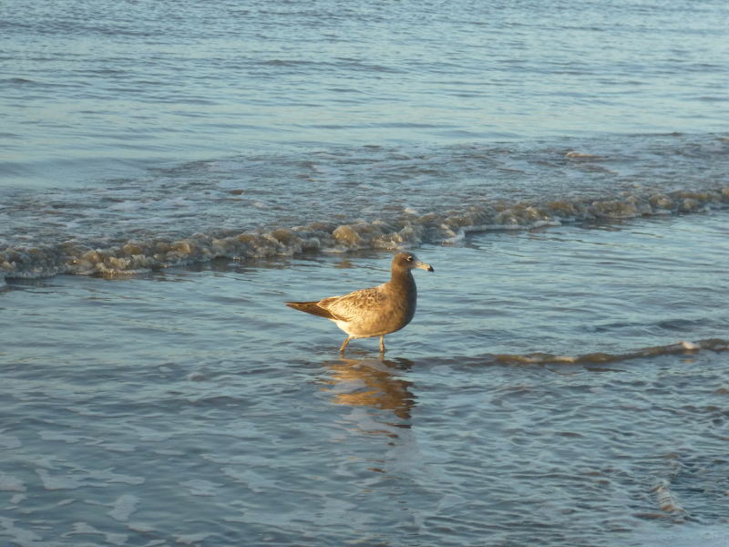 Foto Gaviota Cangrejera