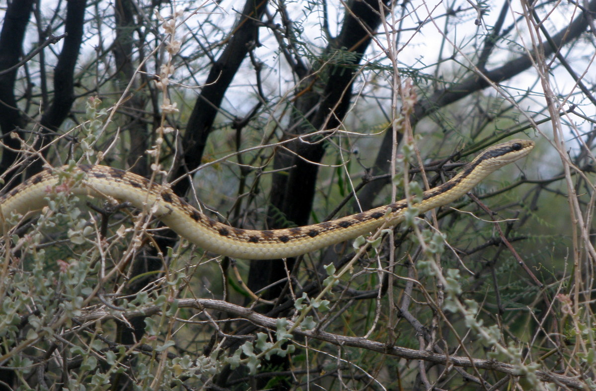 Foto Culebra Moteada