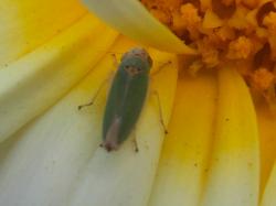  (Bucephalogonia xanthophis)