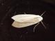 Biturix rectilinea