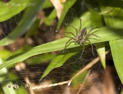  (Aglaoctenus lagotis)
