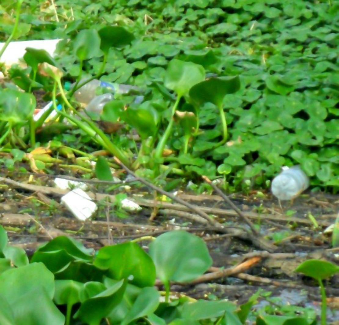 Foto Varillero Congo