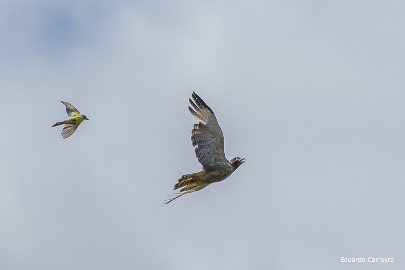 Foto Taguató Común