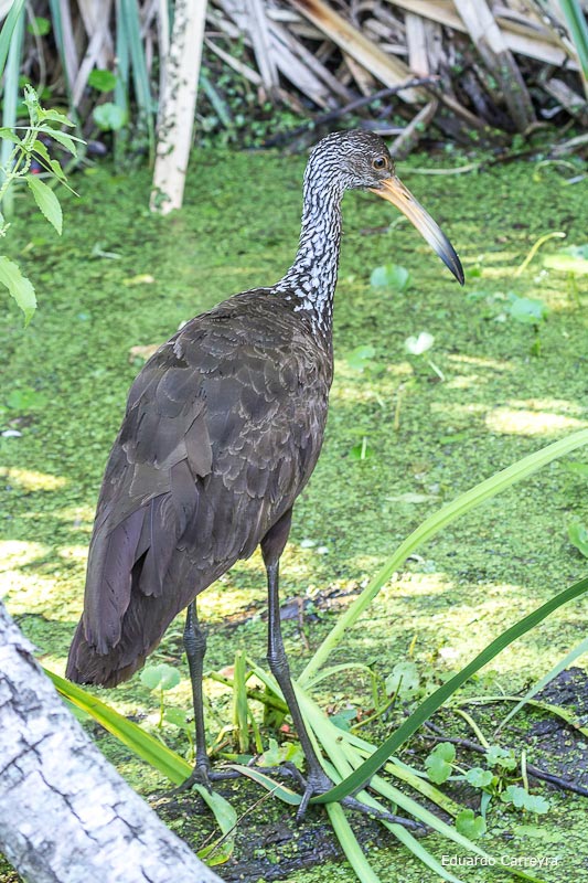Foto Carau
