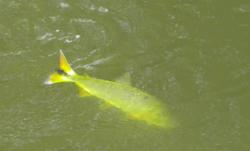Golden Dorado (Salminus brasiliensis)