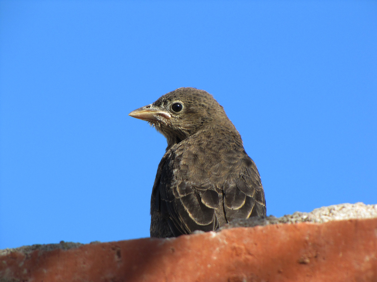 Foto Tordo Renegrido