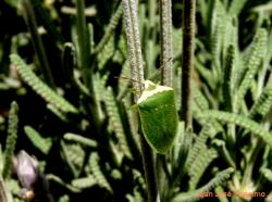 Southern Green Stink Bug (Nezara viridula)