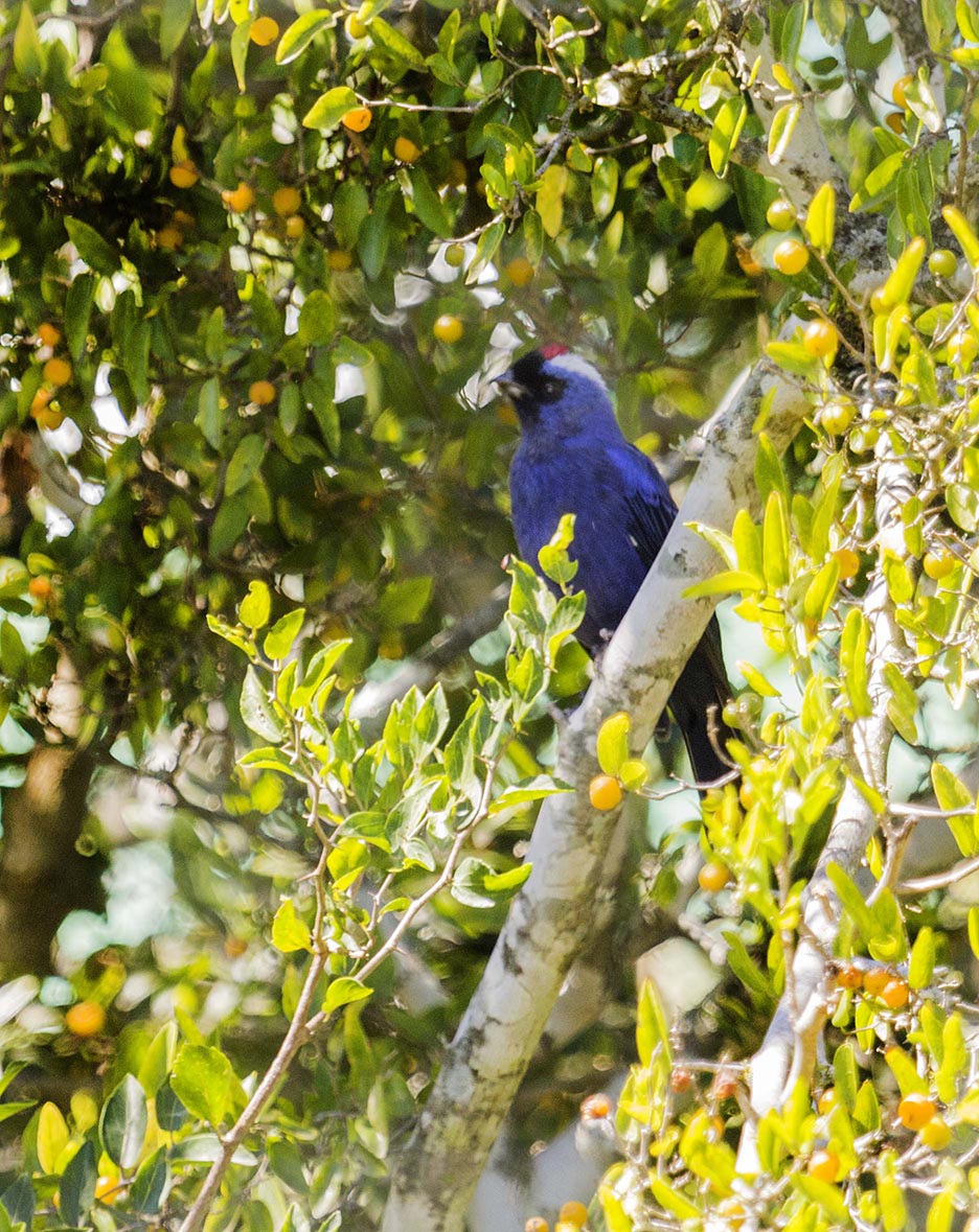 Photo Frutero Azul