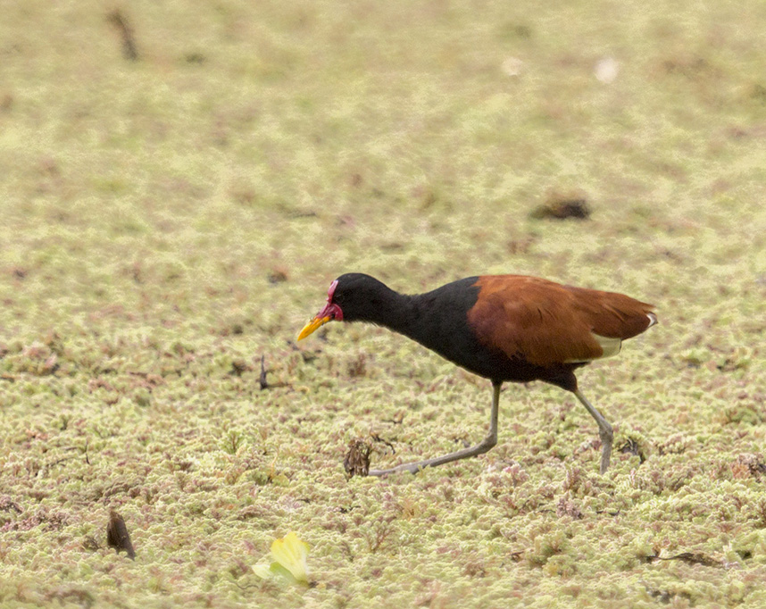 Foto Jacana