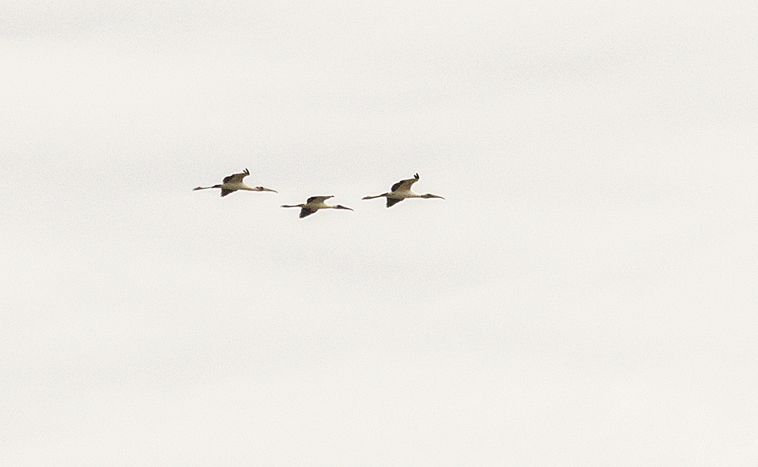 Photo Tuyuyú