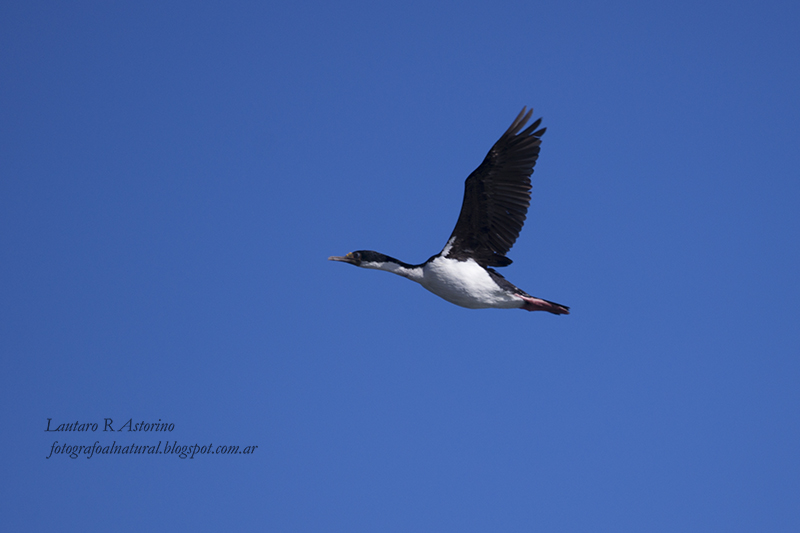 Photo Cormorán Imperial