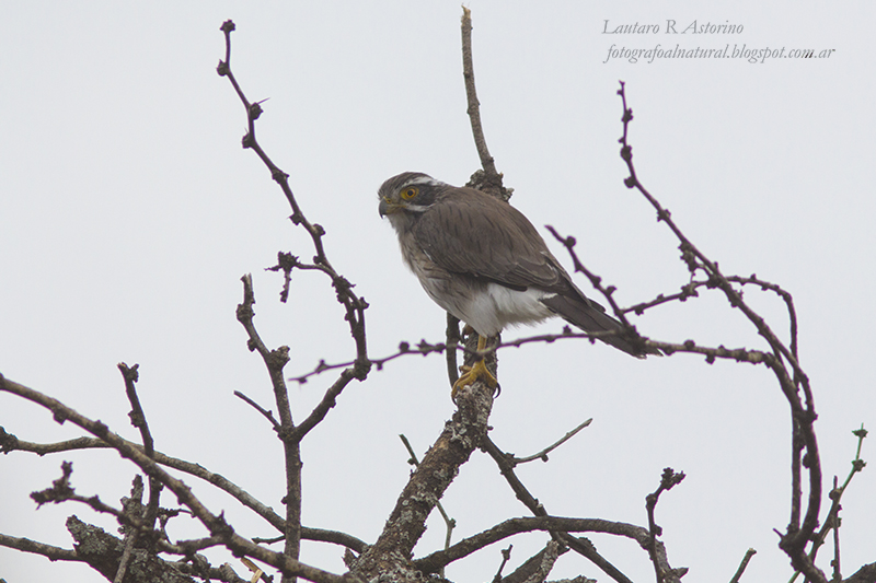 Foto Halconcito Gris