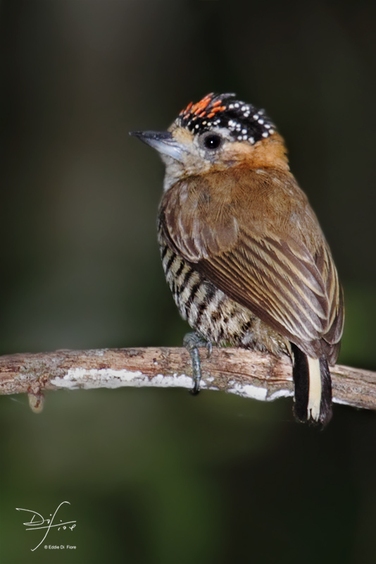 Foto Carpinterito Cuello Canela