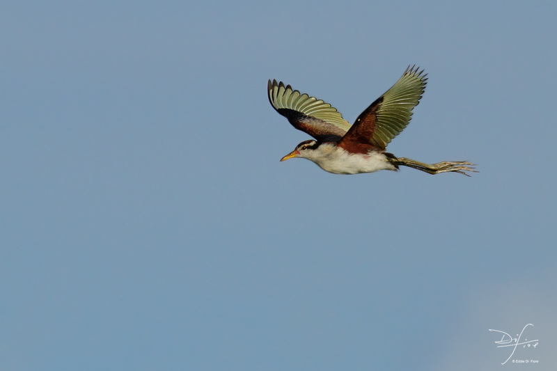 Foto Jacana