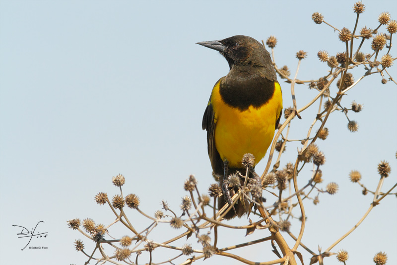 Photo Pecho Amarillo Grande