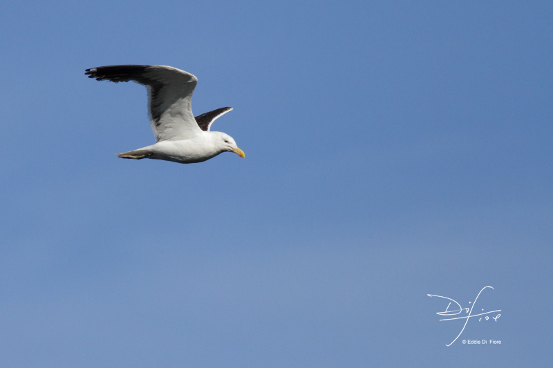 Photo Gaviota Cocinera