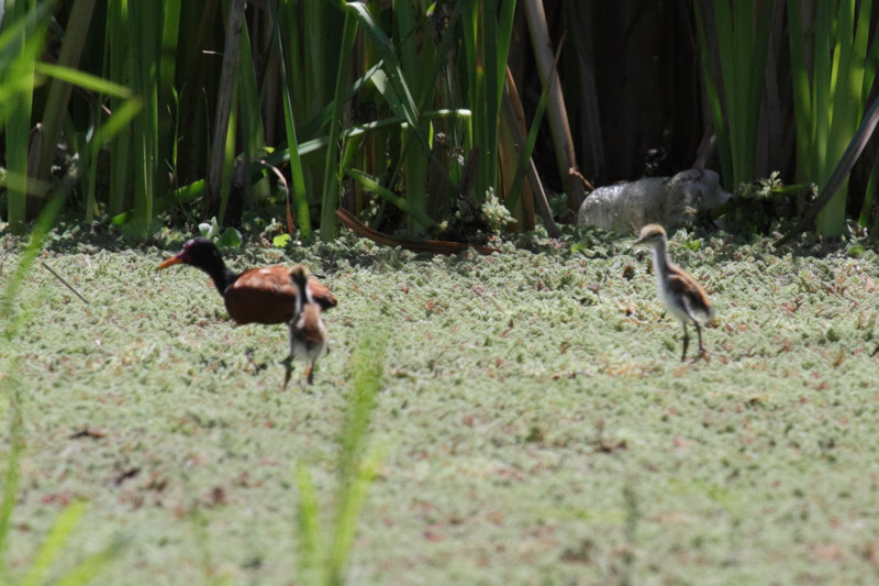 Foto Jacana