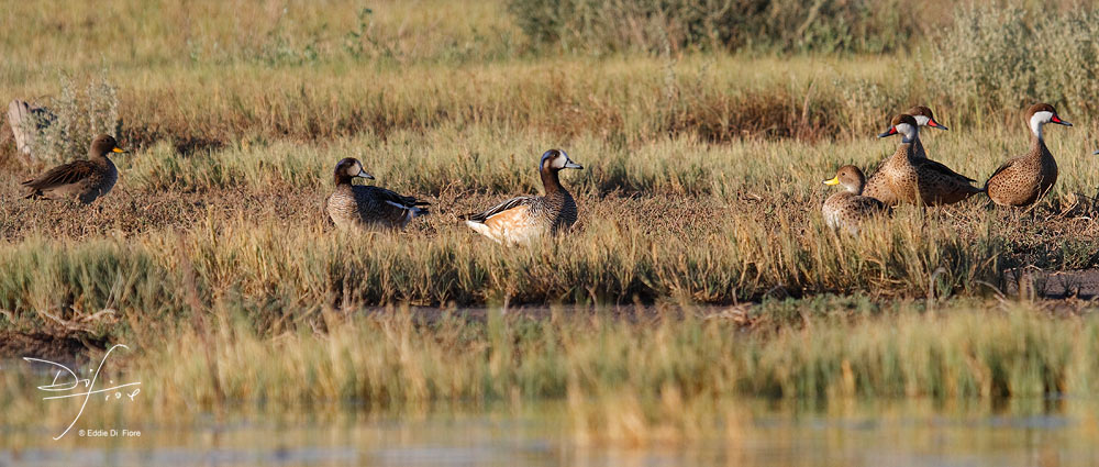 Foto Pato Gargantilla