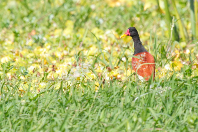 Foto Jacana