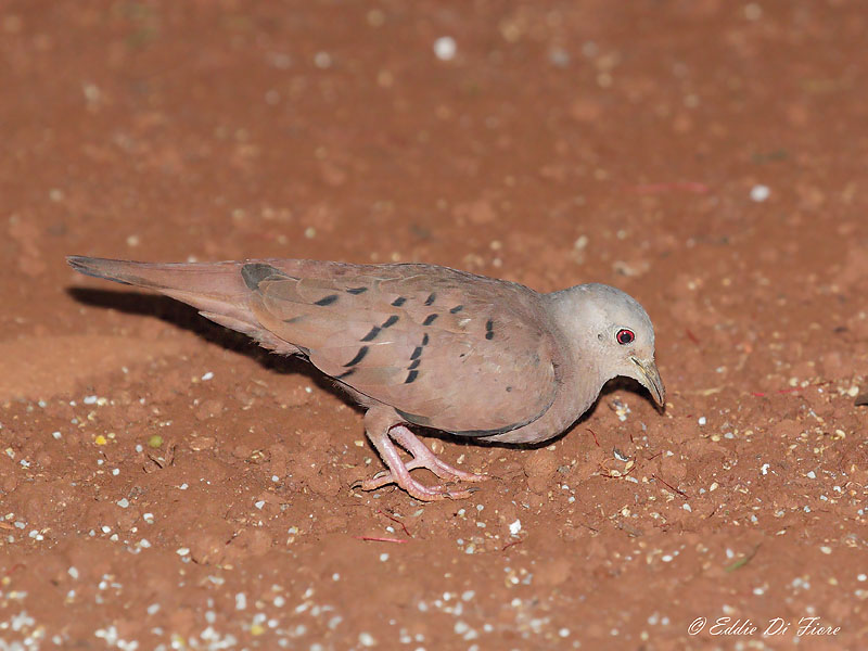 Foto Torcacita Colorada