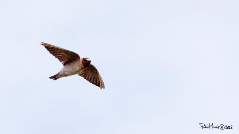 Foto Golondrina Rabadilla Canela