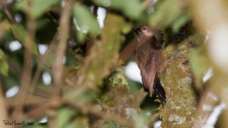 Foto Carpintero Oliva Oscuro