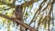  (Strix rufipes)